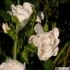 Rosa centifolia Semiplena